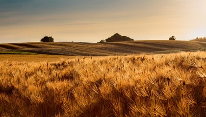 Einkorn An Ancient Grain