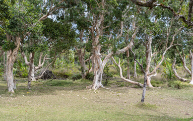 Ein Wald mit Papierrindenb&auml;umen auf der Insel Mauritius