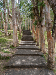 Papierrindenb&auml;umen entlang einer Treppe auf der Insel Mauritius