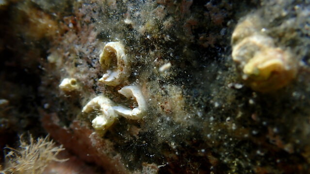 Pink-mouthed or pink-hearted hydroid Tubularia cf. undersea, Aegean Sea, Greece, Halkidikii, Pirgos beach

