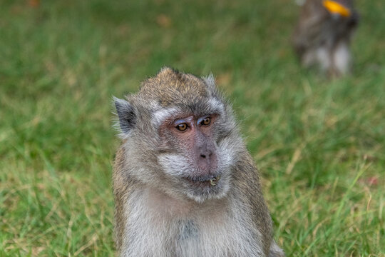 Ein Javaneraffe auf der Insel Mauritius