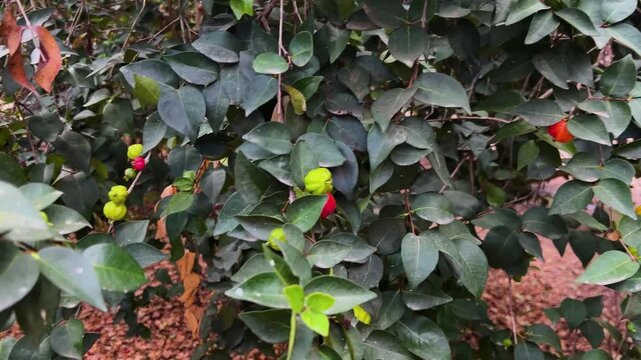 Surinam cherry. Exotic fruit garden. Pitanga on a branch. Red and green berries on a tree.