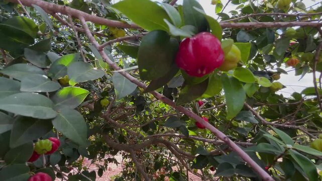 Surinam cherry. Exotic fruit garden. Pitanga on a branch. Red and green berries on a tree.