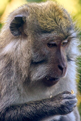 Close-up of a Long-tailed Macaque (cynomolgus macaque) eating nuts, Bali, Indonesia