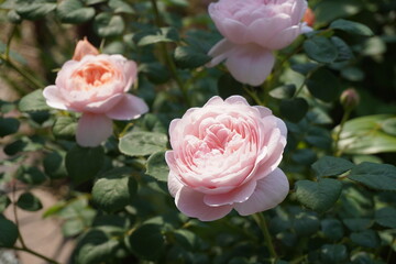 アプリコットピンクのイングリッシュローズ「クイーンオブスウェーデン」