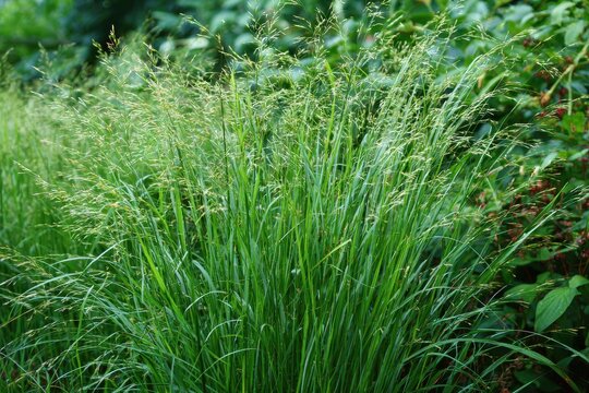 Panicum Virgatum 'Shenandoah': Vibrant Clumps of Red-tinged Grass in a Lush Late Summer Garden