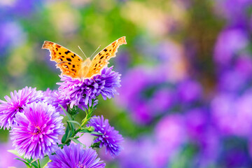 Butterflies flitted among the chrysanthemum blossoms