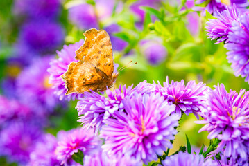 Butterflies flitted among the chrysanthemum blossoms