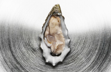 Oyster over metal background, macro shot of open one fresh french Fine de Claire oyster. Gourmet food. Seafood. Macro shot. Top view. 