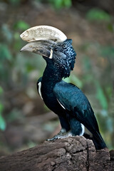 Black Hornbill with Ivory Casque