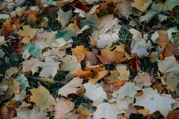 Autumn maple leaves glowing in sunlight with warm golden colors symbolizing change and beauty of the fall season