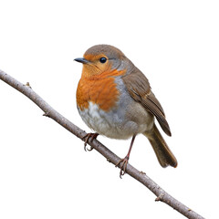 Charming Robin Perched on a Twig, A Colorful Display of Nature's Beauty in Fine Detail