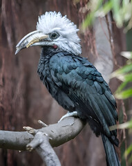 White-Crested Hornbill Portrait
