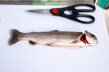 ニジマスの調理