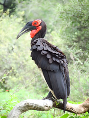 Striking Ground Hornbill