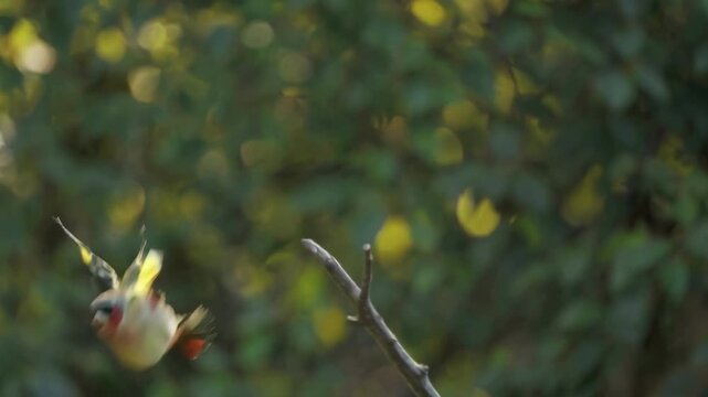 Close-up video of a colorful bird perched on a branch, captured at eye level. Soft bokeh background creates a serene, natural atmosphere.