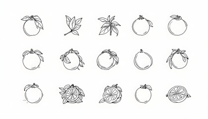Citrus Fruit and Leaves: Hand-Drawn Botanical Illustration Set on White