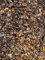autumn leaves background