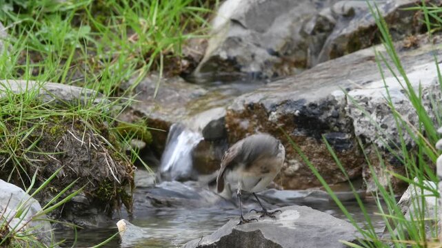 Water pipit cleans its plumage // Bergpieper bei der Gefiederpflege (Anthus spinoletta) 