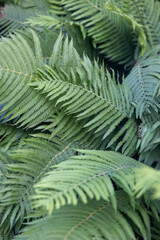 large green leaves of the paparatnik bush
