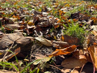 mushrooms in the grass