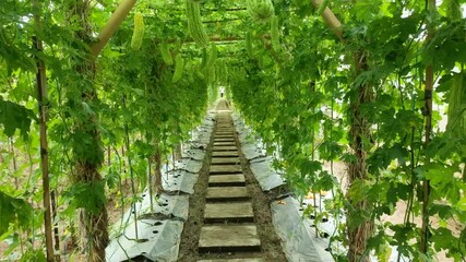Pathway on agricultural