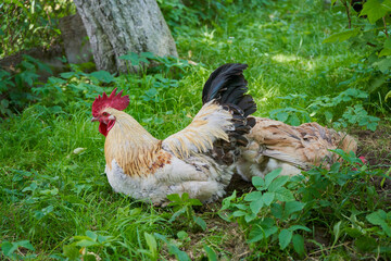 rooster sits on the grass, chickens rest in the garden on the grass, free chickens in the garden sit and sleep