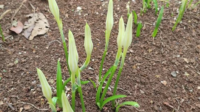 LILY PLANT IN THE GARDEN