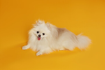 Obraz premium Cute fluffy Pomeranian dog on orange background, above view