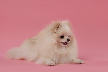 Fototapeta premium Cute fluffy Pomeranian dog on pink background
