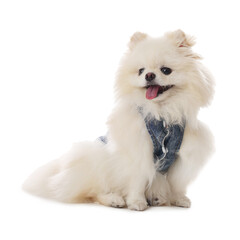 Obraz premium Cute fluffy Pomeranian dog in stylish pet`s clothes on white background