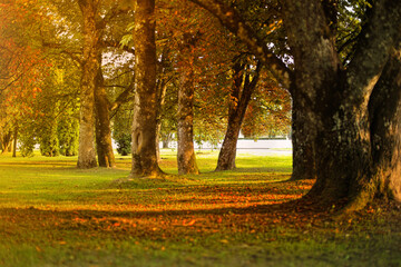 Autumn landscape with tall trees and fallen leaves. The scene features a grassy area illuminated by warm sunlight.