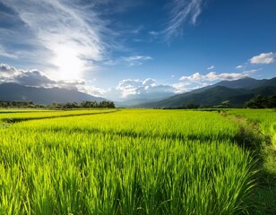vibrant green rice paddy field under a sunny sky with mountain backgrounds and natural scenery for the countryside landscape photography enthusiast with vast expanse of land and lush greenery for