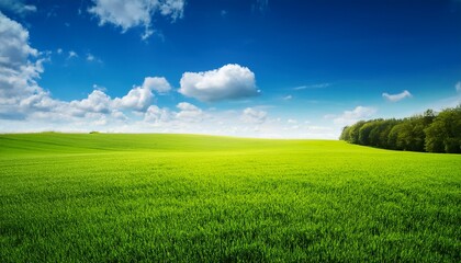 Obraz premium vibrant green field under a sunny blue sky beautiful landscape scenery on a summer day image of a nature s beauty with grass and sky picture of a calm peaceful rural scene outdoor scenery and