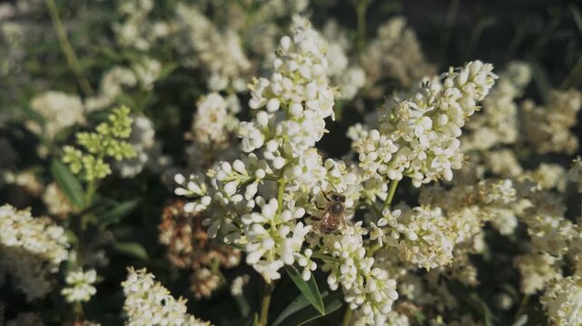 A honey bee collects nectar from the small white flowers of the European privet (Ligustrum vulgare), which sways in the evening breeze.
