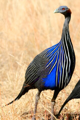 Striking Vulturine Guineafowl in Savanna