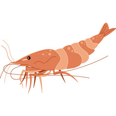Illustration of a Pink Shrimp with Segmented Body and Translucent Antennae Isolated on a White Background Detailed Seafood Element