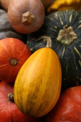 Many fresh pumpkins as background, above view. Gourd family