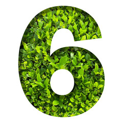 number 6 from green leaves  isolated on transparent background. suitable for birthday, anniversary and memorial day templates.