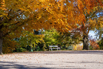 Empty, idyllic place with a bench under a large, old plane tree in the park (named Kurpark) in autumn, in Baden near Vienna, Austria