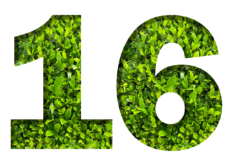 number 16 from green leaves  isolated on transparent background. suitable for birthday, anniversary and memorial day templates.