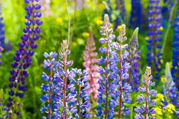 Obraz premium summer background, photo meadow purple and pink flowers close-up on green grass background