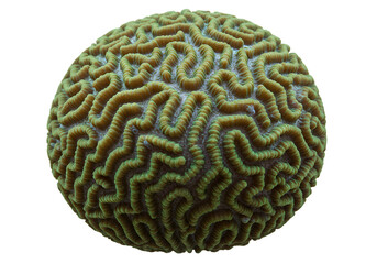 Spherical green brain coral with a complex labyrinthine pattern isolated on a white background