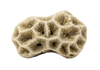 Close-up of a Detailed Coral Specimen Isolated on White Background
