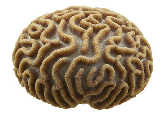 Close-up of a unique brain coral specimen showcasing its intricate, convoluted surface resembling a human brain, isolated on a pristine white background