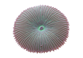 Coral Fungia Disc Vibrant Marine Life Close-Up