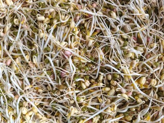 Close up, mung bean sprouts, background root shoots start to grow long