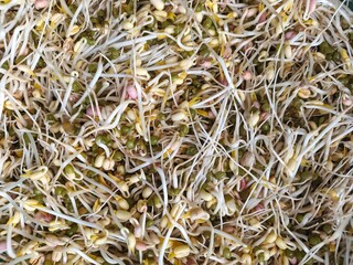Close up, mung bean sprouts, background root shoots start to grow long