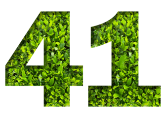 number 41 from green leaves  isolated on transparent background. suitable for birthday, anniversary and memorial day templates.