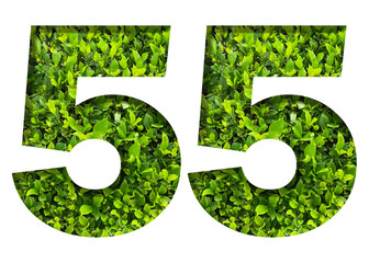 number 55 from green leaves  isolated on transparent background. suitable for birthday, anniversary and memorial day templates.